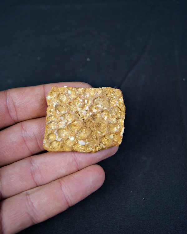 Osteodermo de cocodrilo