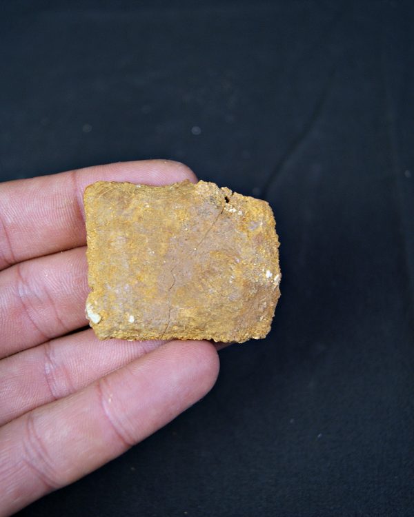 Osteodermo de cocodrilo