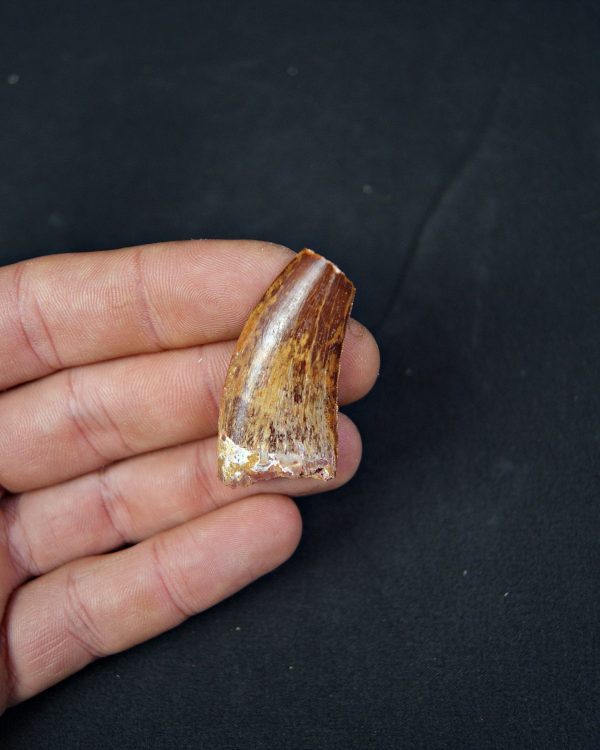 Carcharodontosaurus saharicus