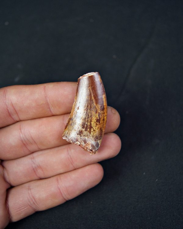 Carcharodontosaurus saharicus