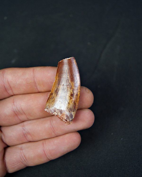 Carcharodontosaurus saharicus