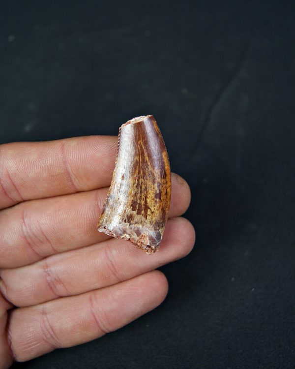 Carcharodontosaurus saharicus