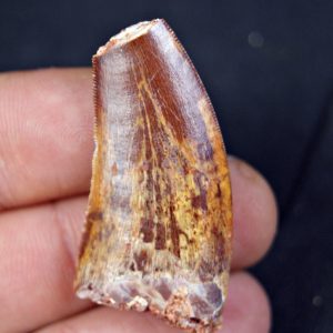 Carcharodontosaurus saharicus