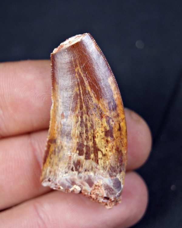 Carcharodontosaurus saharicus