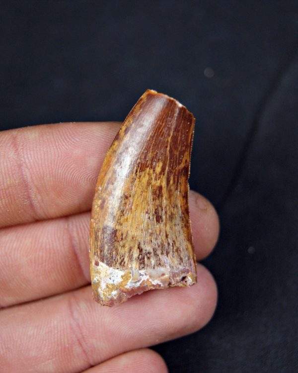 Carcharodontosaurus saharicus