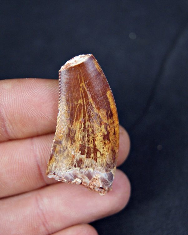 Carcharodontosaurus saharicus