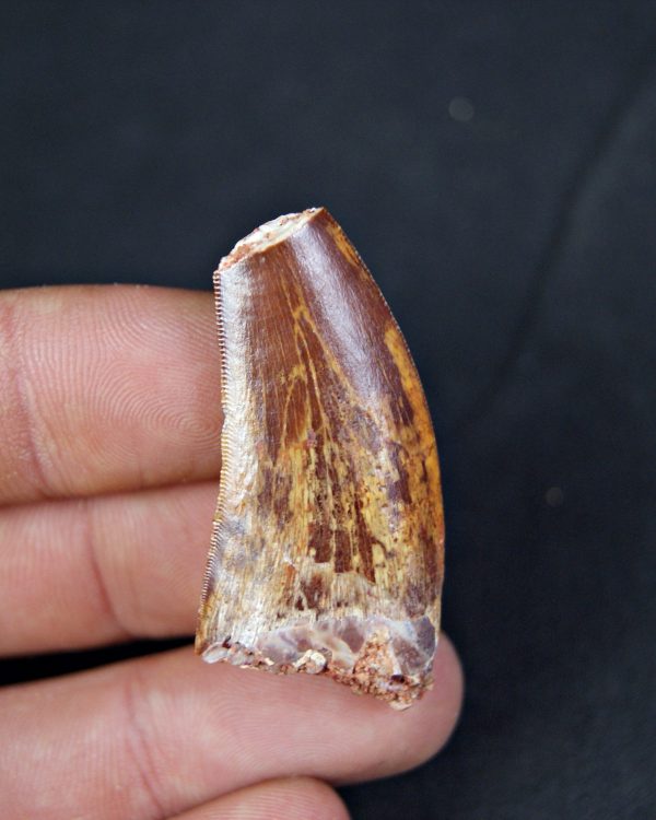 Carcharodontosaurus saharicus