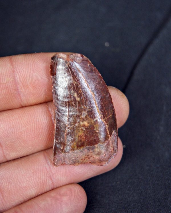 Carcharodontosaurus saharicus