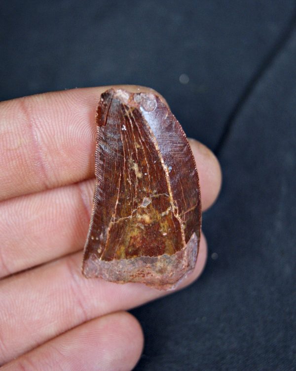 Carcharodontosaurus saharicus