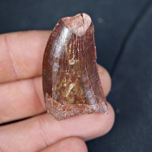 Carcharodontosaurus saharicus