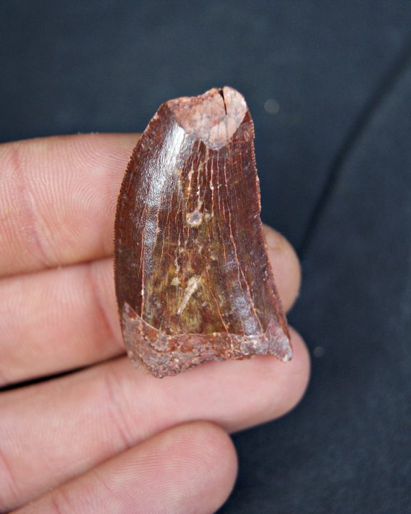 Carcharodontosaurus saharicus