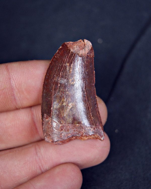 Carcharodontosaurus saharicus