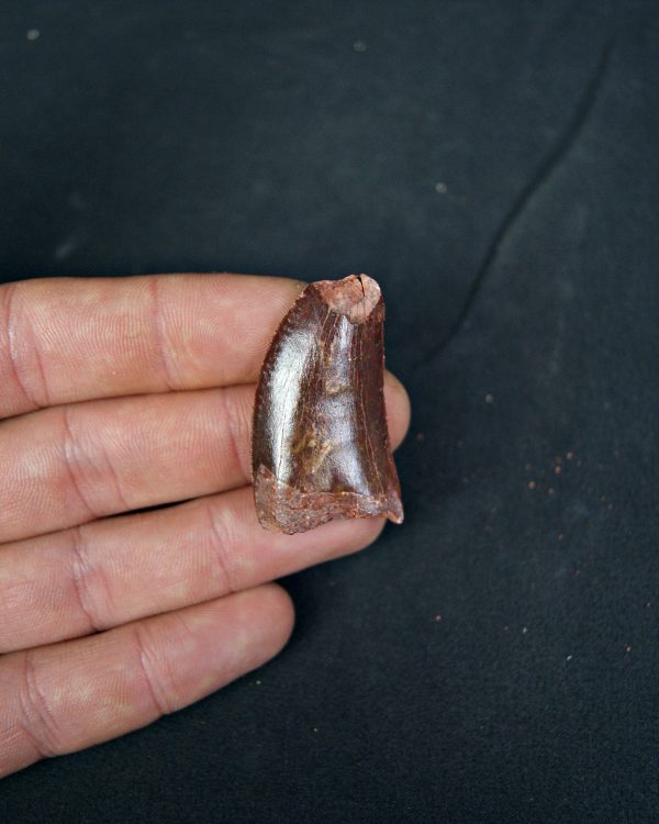 Carcharodontosaurus saharicus