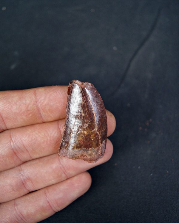 Carcharodontosaurus saharicus