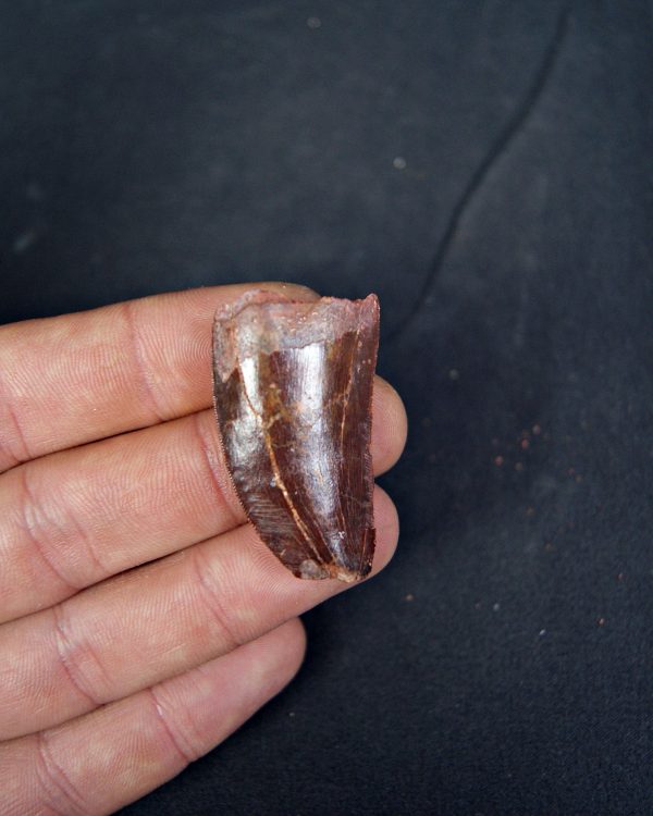 Carcharodontosaurus saharicus