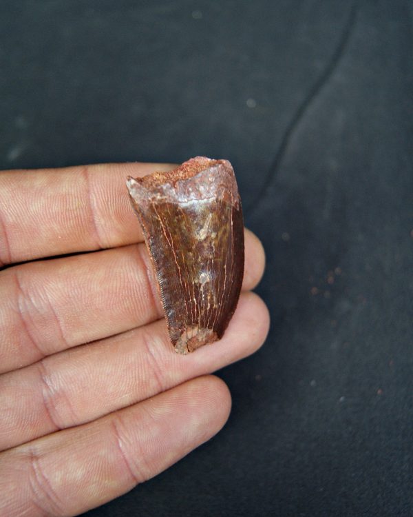 Carcharodontosaurus saharicus