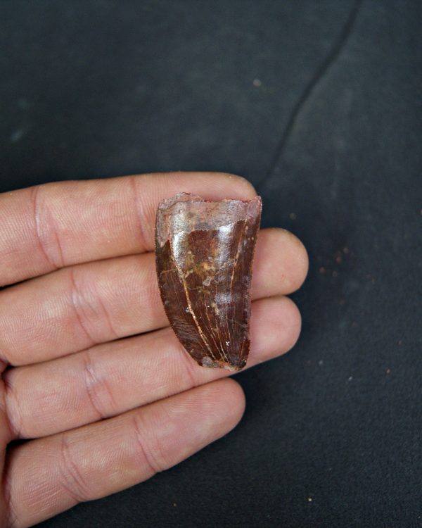 Carcharodontosaurus saharicus