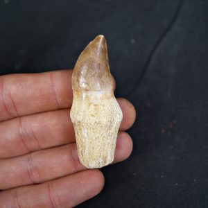 Mosasaurus anceps completo con raíz