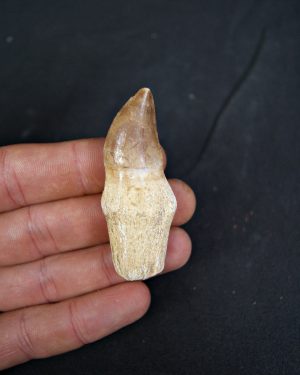 Mosasaurus anceps completo con raíz