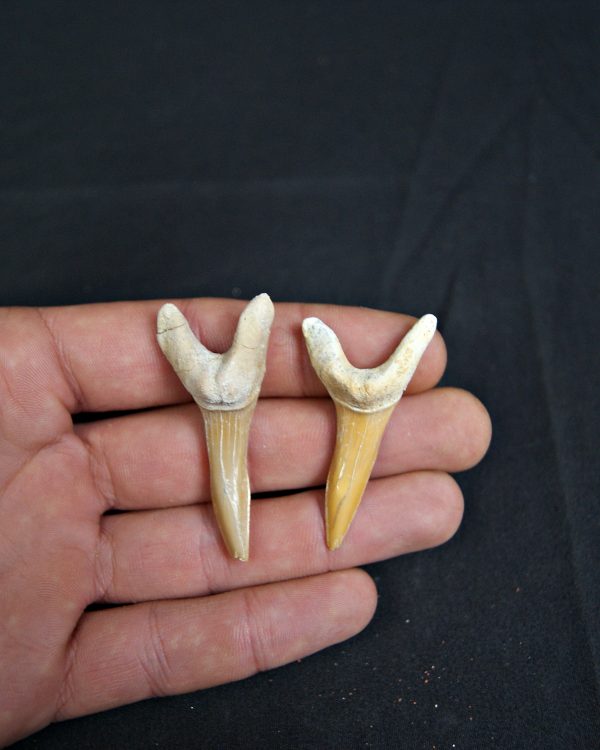 Conjunto de Scapanorhynchus rapax