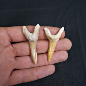 Conjunto de Scapanorhynchus rapax