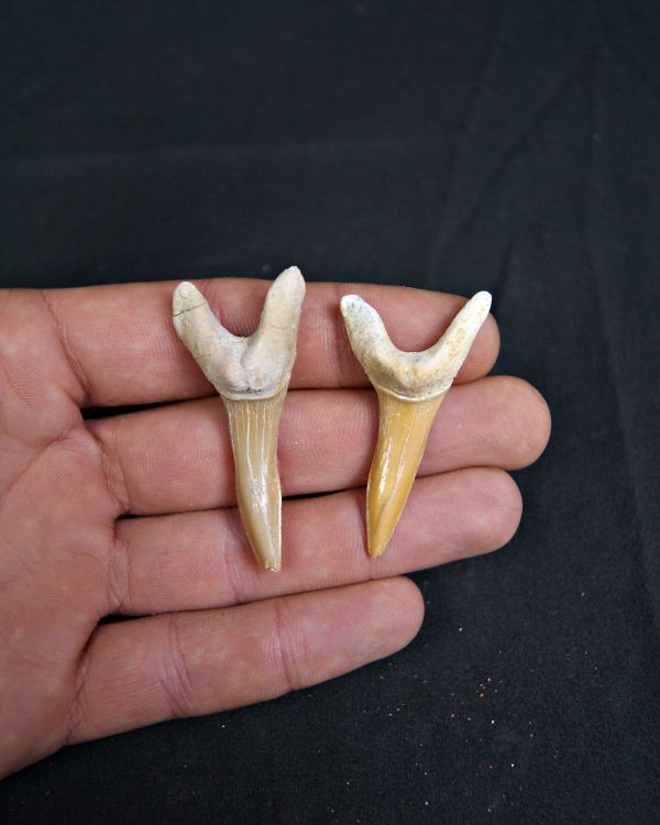 Conjunto de Scapanorhynchus rapax