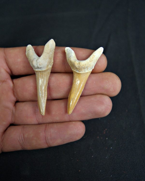 Conjunto de Scapanorhynchus rapax