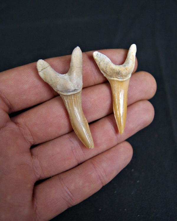 Conjunto de Scapanorhynchus rapax