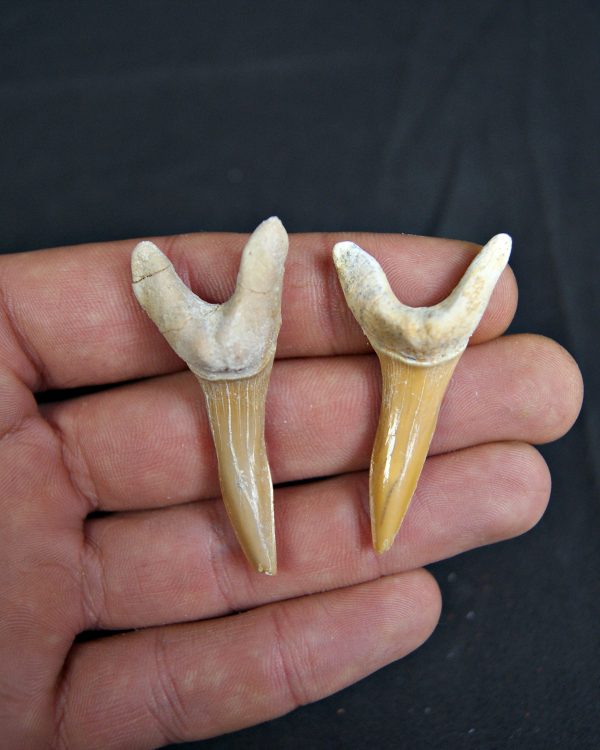 Conjunto de Scapanorhynchus rapax