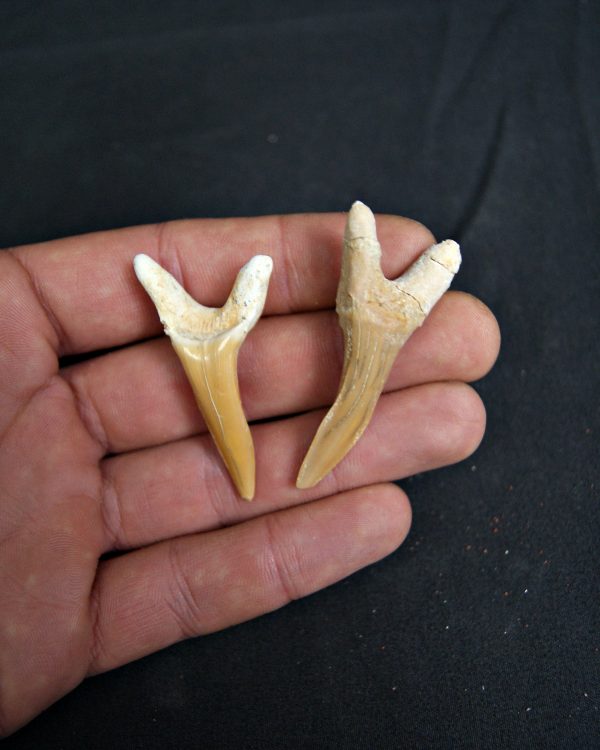 Conjunto de Scapanorhynchus rapax