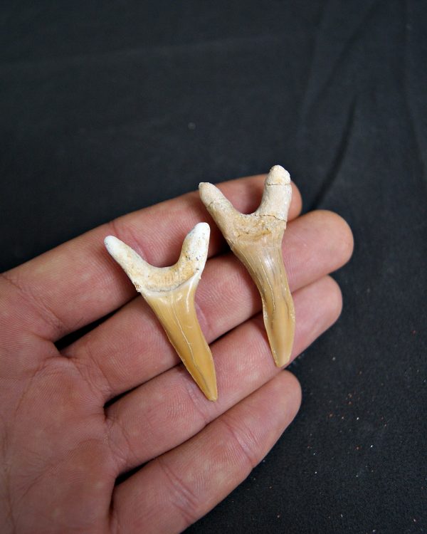 Conjunto de Scapanorhynchus rapax