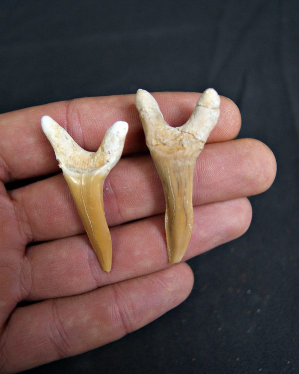 Conjunto de Scapanorhynchus rapax