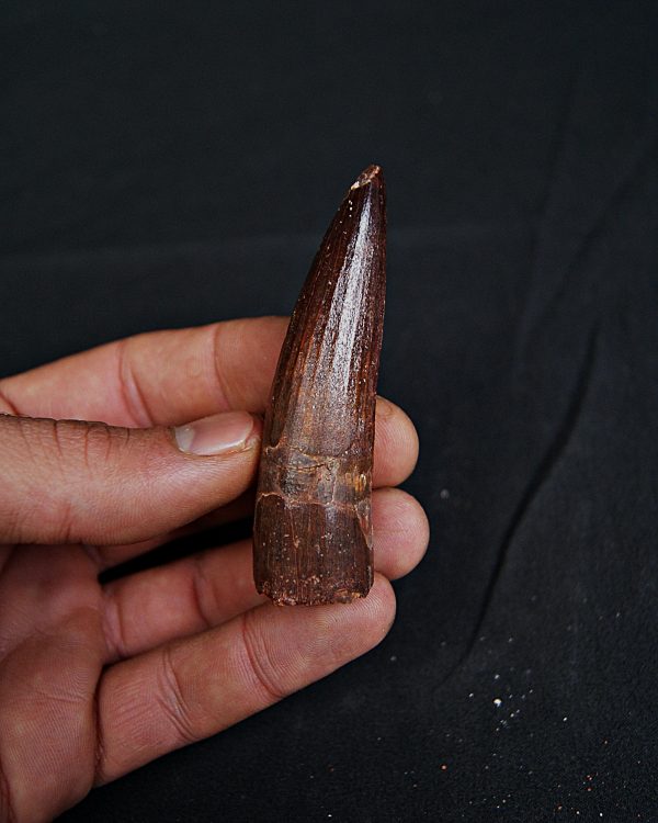 Spinosaurus aegyptiacus