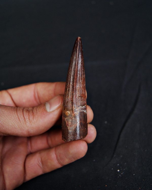 Spinosaurus aegyptiacus