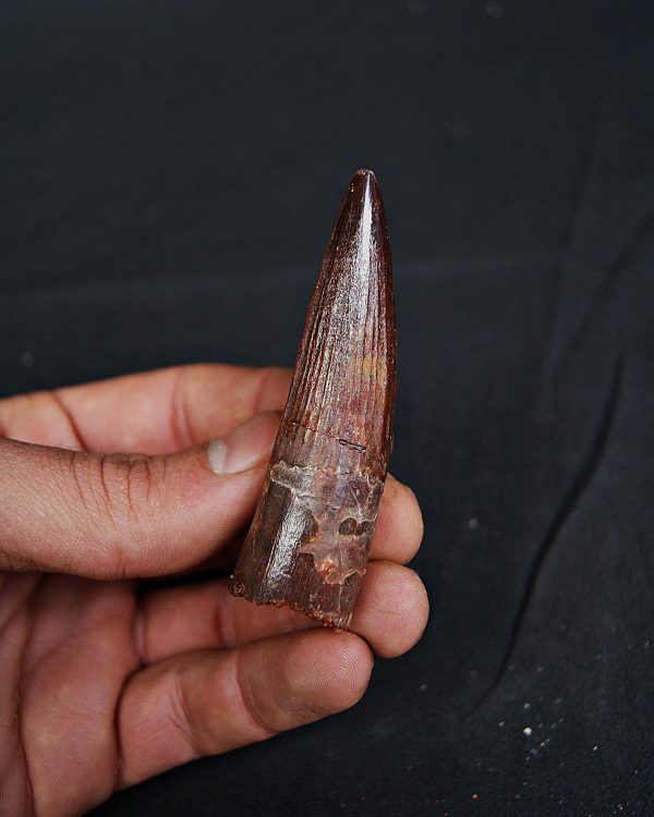 Spinosaurus aegyptiacus