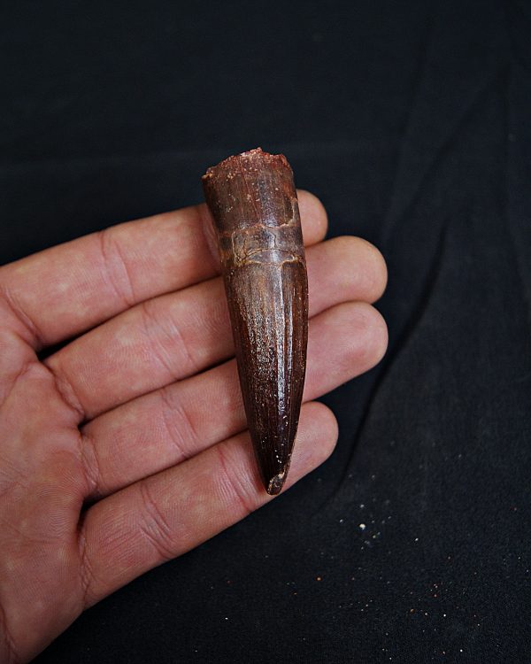 Spinosaurus aegyptiacus