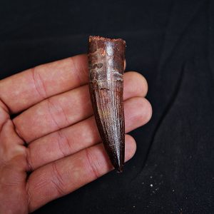 Spinosaurus aegyptiacus