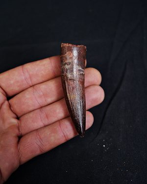 Spinosaurus aegyptiacus