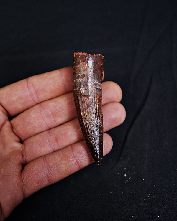 Spinosaurus aegyptiacus