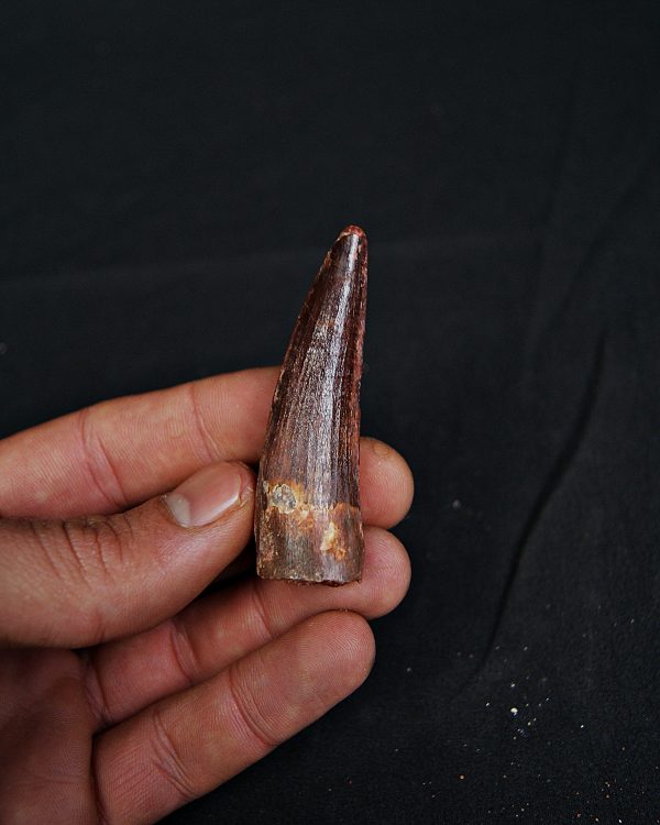 Spinosaurus aegyptiacus