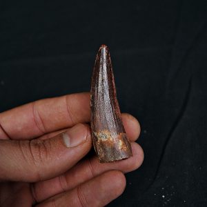 Spinosaurus aegyptiacus