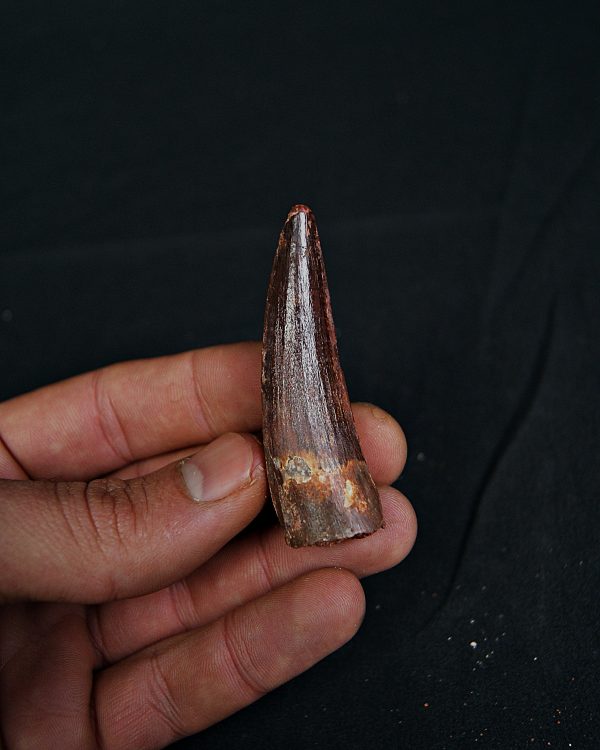 Spinosaurus aegyptiacus