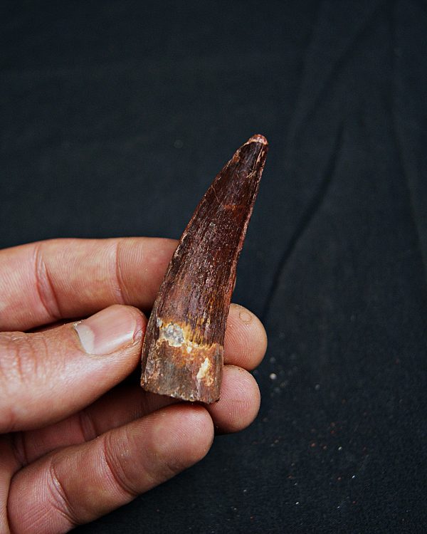 Spinosaurus aegyptiacus