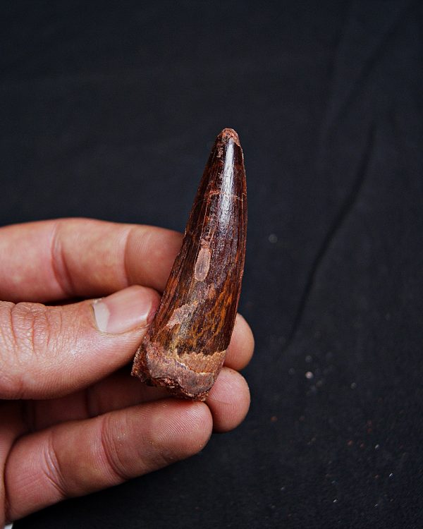 Spinosaurus aegyptiacus