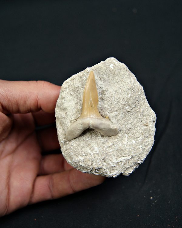 Scapanorhynchus rapax en matriz