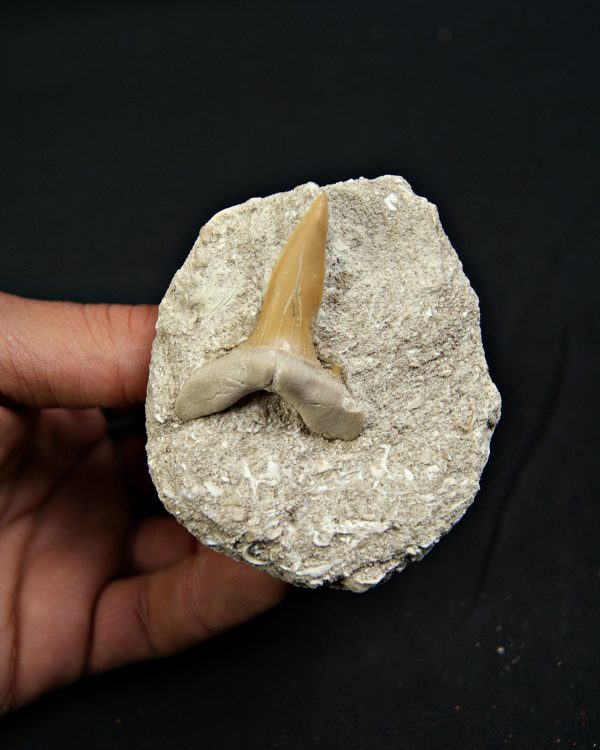 Scapanorhynchus rapax en matriz