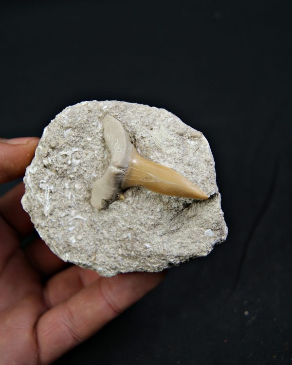 Scapanorhynchus rapax en matriz