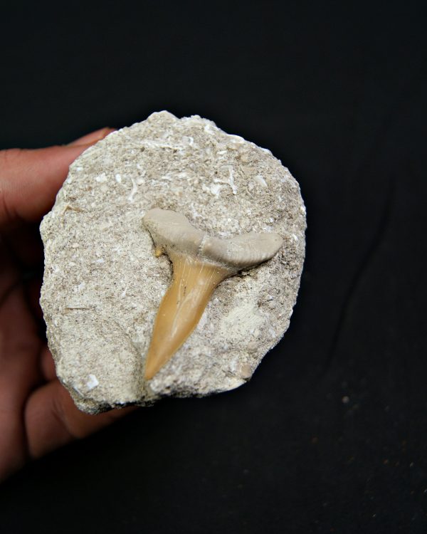 Scapanorhynchus rapax en matriz