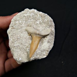 Scapanorhynchus rapax en matriz