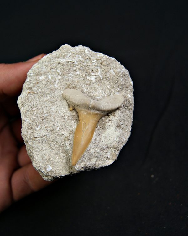 Scapanorhynchus rapax en matriz